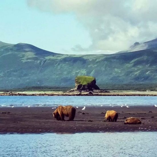 Grizzlybjörnar i Alaska