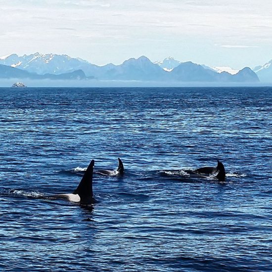 Späckhuggare i Alaska