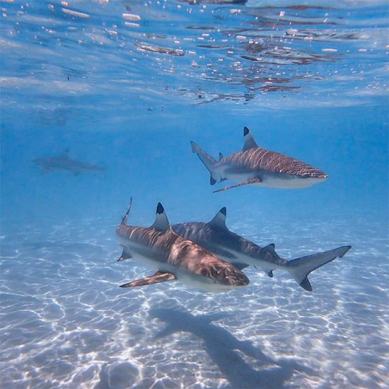 Hajar i vattnet på Moorea